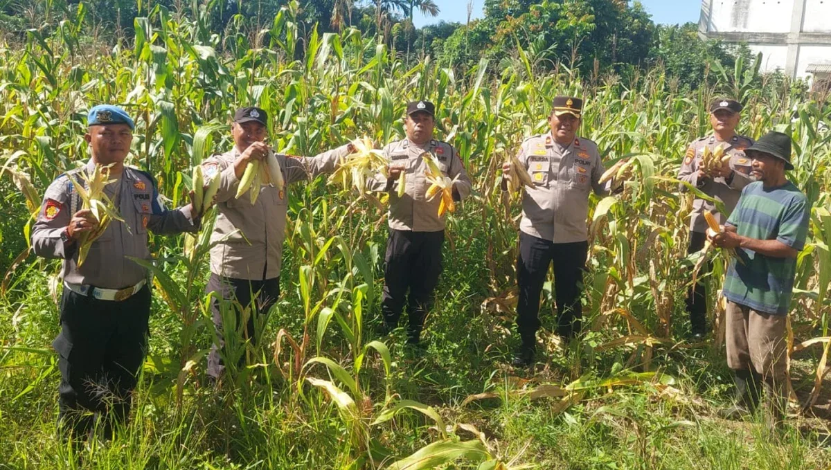 Kapolsek Ujung Batu Panen Jagung Bareng Petani