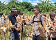 Polres Bengkalis Kawal Swasembada Pangan, Jagung Binaan Polsek Rupat Siap Dipanen