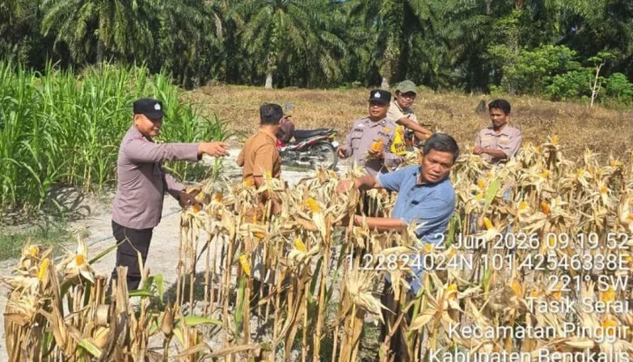 Panen Raya Jagung di Tasik Serai Hasilkan 350 Kilogram, Bukti Sinergi Polisi dan Petani