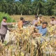 Panen Raya Jagung di Tasik Serai Hasilkan 350 Kilogram, Bukti Sinergi Polisi dan Petani