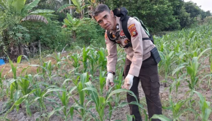 Polsek Rupat Pantau Lahan Jagung Muda, Dorong Ketahanan Pangan Bengkalis