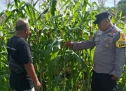 Jagung Pipil Mulai Pulih, Polsek Bengkalis Perkuat Pendampingan Petani