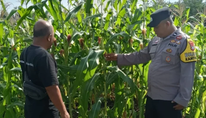 Jagung Pipil Mulai Pulih, Polsek Bengkalis Perkuat Pendampingan Petani