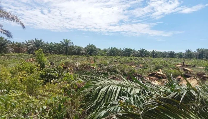 Replanting Sawit Bengkalis dapat Suntikan Rp24 Miliar, 400 Hektare Kebun Diremajakan