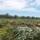 Replanting Sawit Bengkalis dapat Suntikan Rp24 Miliar, 400 Hektare Kebun Diremajakan