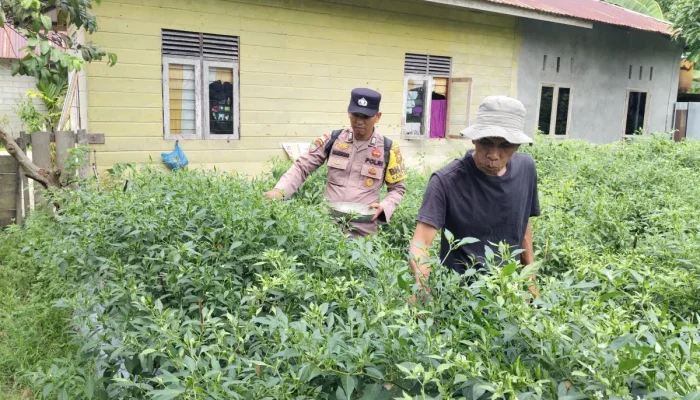 Panen Cabai Rawit di Desa Bantar, Polisi dan Warga Perkuat Ketahanan Pangan