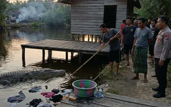 Cuci Pakaian di Tepi Sungai, Wanita di Siak Tewas Diterkam Buaya