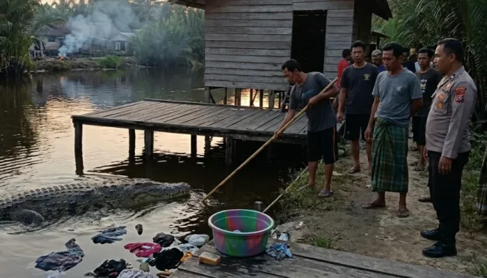 Cuci Pakaian di Tepi Sungai, Wanita di Siak Tewas Diterkam Buaya
