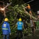 Pohon Durian Tumbang Timpa Jaringan Listrik, PLN dan Warga Bergerak Cepat Lakukan Evakuasi