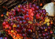 Harga TBS Riau Naik Lagi, Sawit Umur 9 Tahun Tembus Rp3.707 per Kg