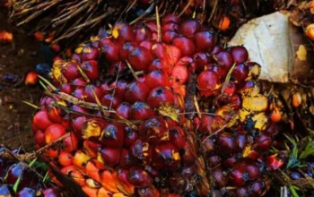 Harga TBS Riau Naik Lagi, Sawit Umur 9 Tahun Tembus Rp3.707 per Kg