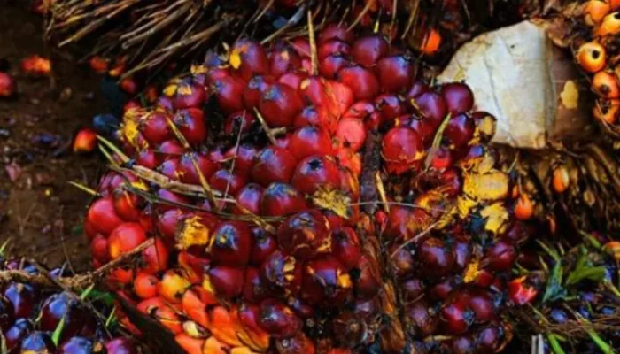Harga TBS Riau Naik Lagi, Sawit Umur 9 Tahun Tembus Rp3.707 per Kg