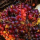 Harga TBS Riau Naik Lagi, Sawit Umur 9 Tahun Tembus Rp3.707 per Kg