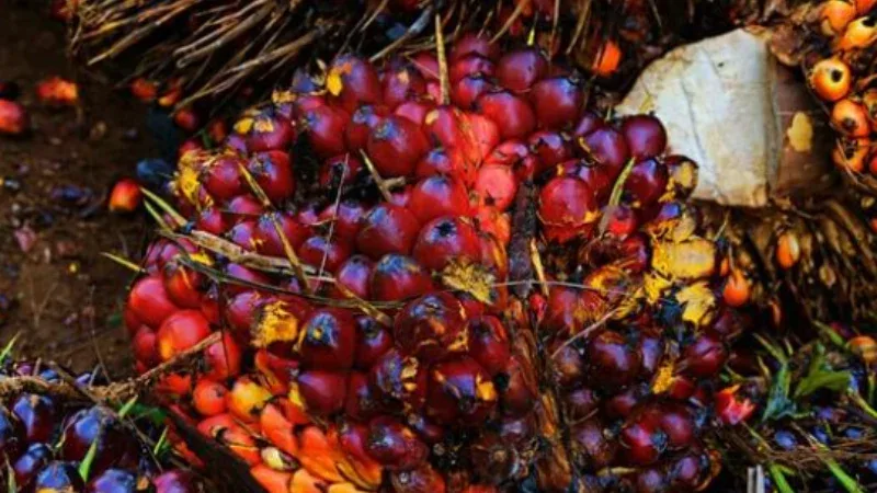 Harga TBS Riau Naik Lagi, Sawit Umur 9 Tahun Tembus Rp3.707 per Kg