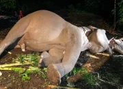 Gajah Jinak Indro di TNTN Meninggal, Sempat Jalani CPR