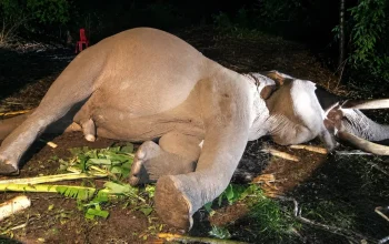 Gajah Jinak Indro di TNTN Meninggal, Sempat Jalani CPR