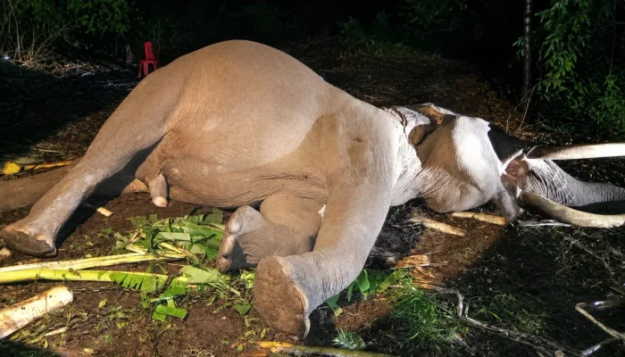 Gajah Jinak Indro di TNTN Meninggal, Sempat Jalani CPR
