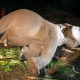 Gajah Jinak Indro di TNTN Meninggal, Sempat Jalani CPR