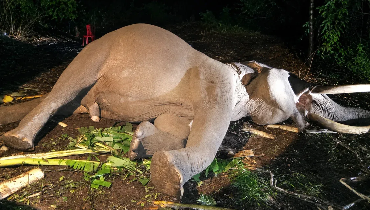 Gajah Jinak Indro di TNTN Meninggal, Sempat Jalani CPR