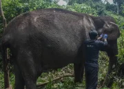 Gajah Sumatra Berusia 60 Tahun di Pelalawan Pulih