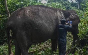 Gajah Sumatra Berusia 60 Tahun di Pelalawan Pulih
