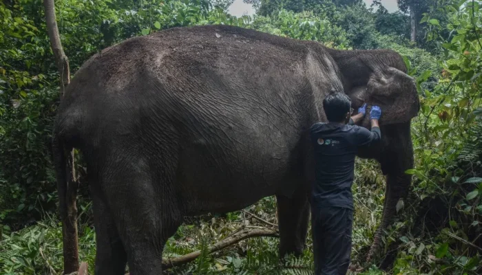 Gajah Sumatra Berusia 60 Tahun di Pelalawan Pulih, BBKSDA Riau Ungkap Kondisi Terkini