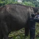 Gajah Sumatra Berusia 60 Tahun di Pelalawan Pulih, BBKSDA Riau Ungkap Kondisi Terkini