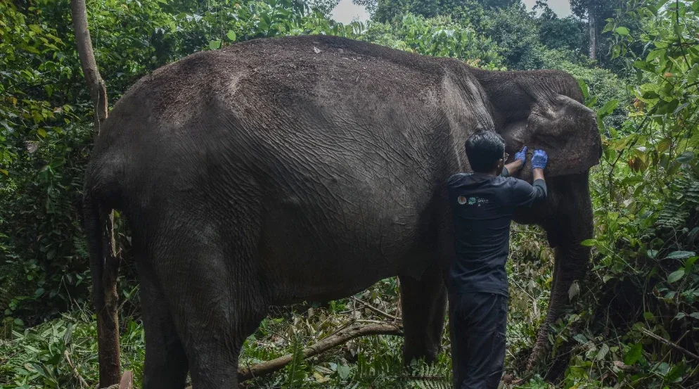 Gajah Sumatra Berusia 60 Tahun di Pelalawan Pulih