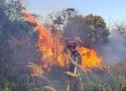 BPBD Pekanbaru Siagakan 90 Personel Hadapi Kebakaran Lahan
