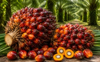 Harga TBS Sawit Riau Naik Jadi Rp3.930,55 per Kg