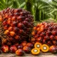Harga TBS Sawit Riau Naik Jadi Rp3.930,55 per Kg