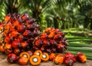 Harga TBS Riau Kembali Naik, Sawit Umur 9 Tahun Tembus Rp3.846 per Kg