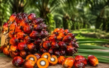Harga TBS Riau Kembali Naik, Sawit Umur 9 Tahun Tembus Rp3.846 per Kg