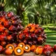 Harga TBS Riau Kembali Naik, Sawit Umur 9 Tahun Tembus Rp3.846 per Kg