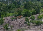 BBKSDA Riau Pasang Camera Trap dan Drone Usai Harimau Sumatera Masuk Permukiman di Inhil