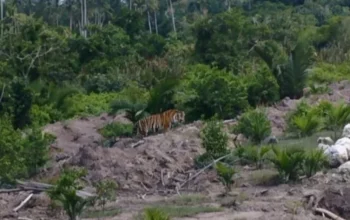 BBKSDA Riau Pasang Camera Trap dan Drone Usai Harimau Sumatera Masuk Permukiman di Inhil