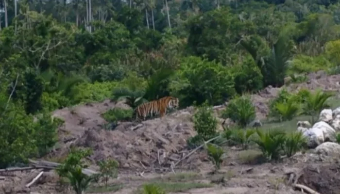 BBKSDA Riau Pasang Camera Trap dan Drone Usai Harimau Sumatera Masuk Permukiman di Inhil