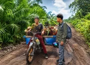 Harimau Sumatera Muncul di Kebun Sawit Siak