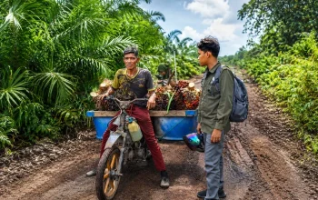 Harimau Sumatera Muncul di Kebun Sawit Siak