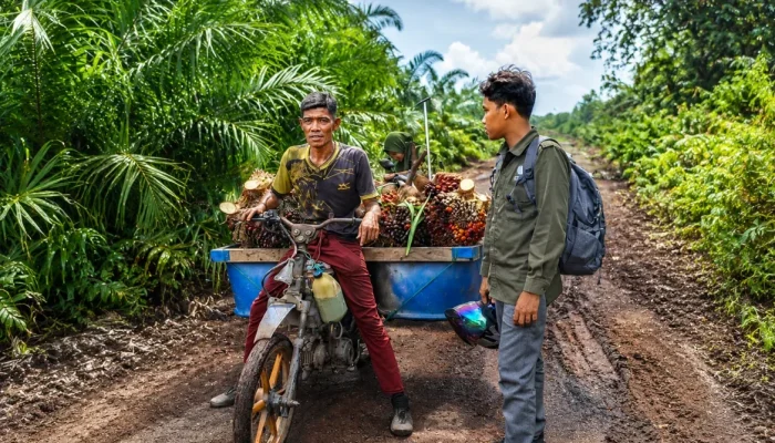 Harimau Sumatera Muncul di Kebun Sawit Siak, BBKSDA Riau Perketat Pemantauan