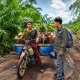 Harimau Sumatera Muncul di Kebun Sawit Siak, BBKSDA Riau Perketat Pemantauan