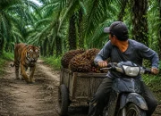 Harimau Sumatra Muncul di Sungai Apit, Warga Resah