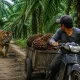 Harimau Sumatra Kembali Muncul di Kebun Sawit Warga Sungai Apit, Pekerja Nyaris Diterkam
