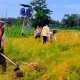 Polsek Bantan Buka Lahan 1 Hektare, Gandeng Petani Milenial Perkuat Ketahanan Pangan