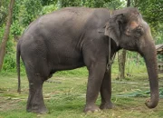 Gajah Jovi Mati Setelah Dirawat 34 Hari di PLG Minas