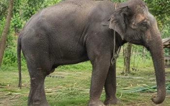 Gajah Jovi Mati Usai Dirawat 34 Hari, BBKSDA Riau Ungkap Dugaan Penyebabnya