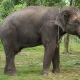 Gajah Jovi Mati Usai Dirawat 34 Hari, BBKSDA Riau Ungkap Dugaan Penyebabnya