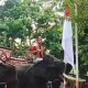 Gajah Kibarkan Merah Putih di Kasang Kulim Zoo