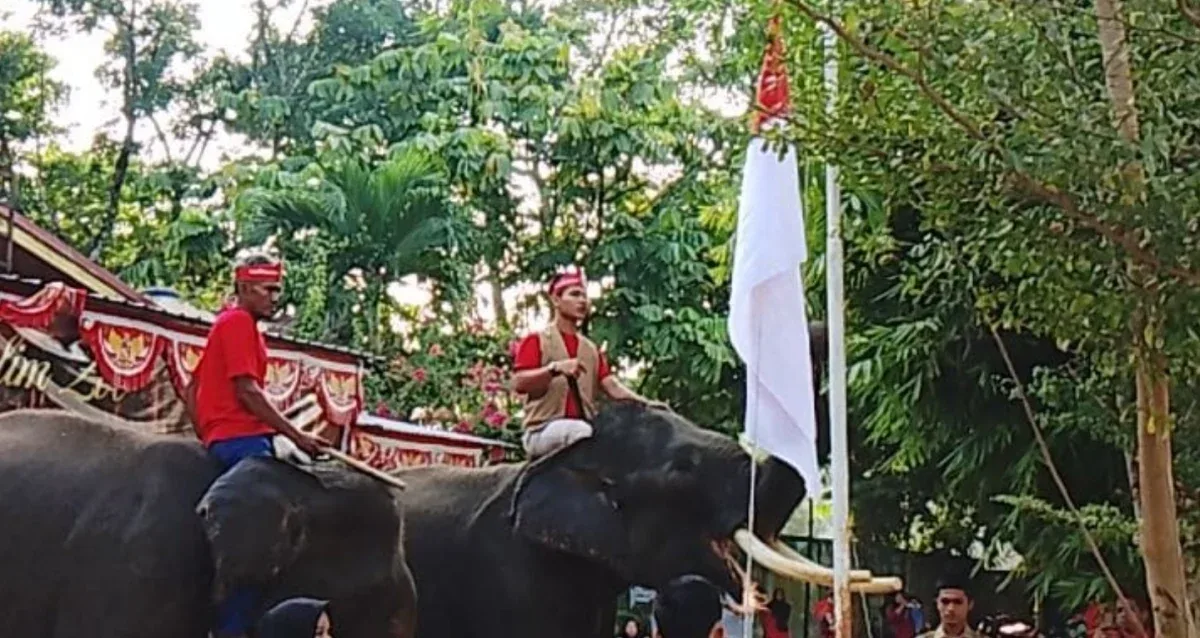 Gajah Kibarkan Merah Putih di Kasang Kulim Zoo