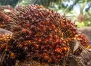 Harga Sawit Riau Naik Jadi Rp3.985 per Kg Pekan Ini